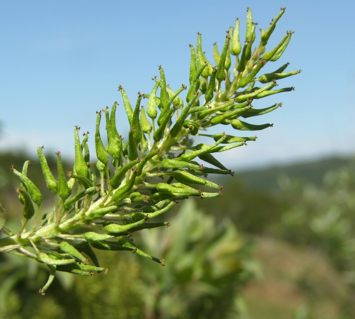 Изображение особи Salix bebbiana.