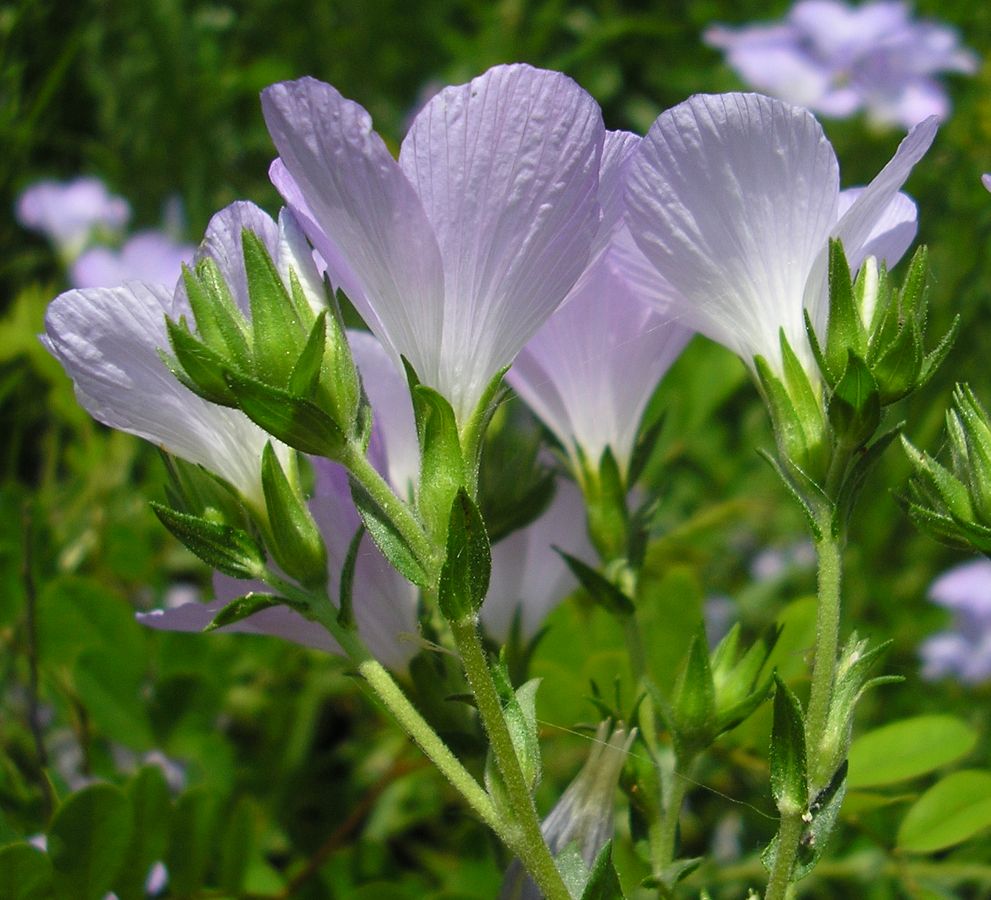 Image of Linum hirsutum specimen.