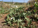 Convolvulus arvensis