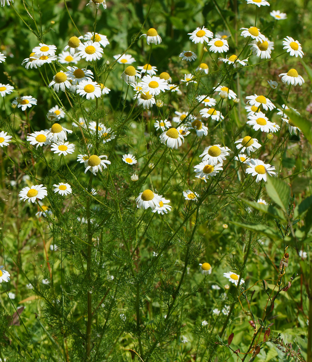 Изображение особи Tripleurospermum inodorum.