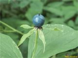 Paris quadrifolia. Плод. Украина, Ивано-Франковская обл., Болеховский горсовет, Поляницкий сельсовет, Поляницкий региональный ландшафтный парк, гора Яворив, смешанный лес. 02.08.2018.