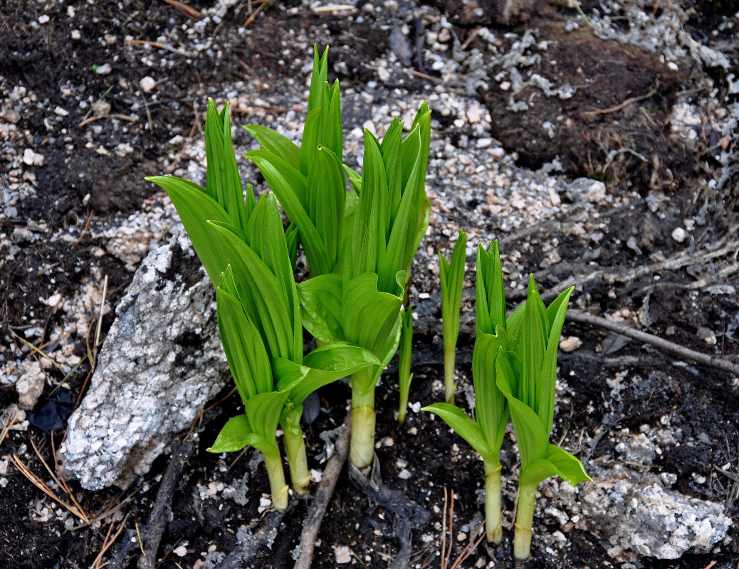 Изображение особи Veratrum lobelianum.