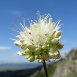 Allium schischkinii