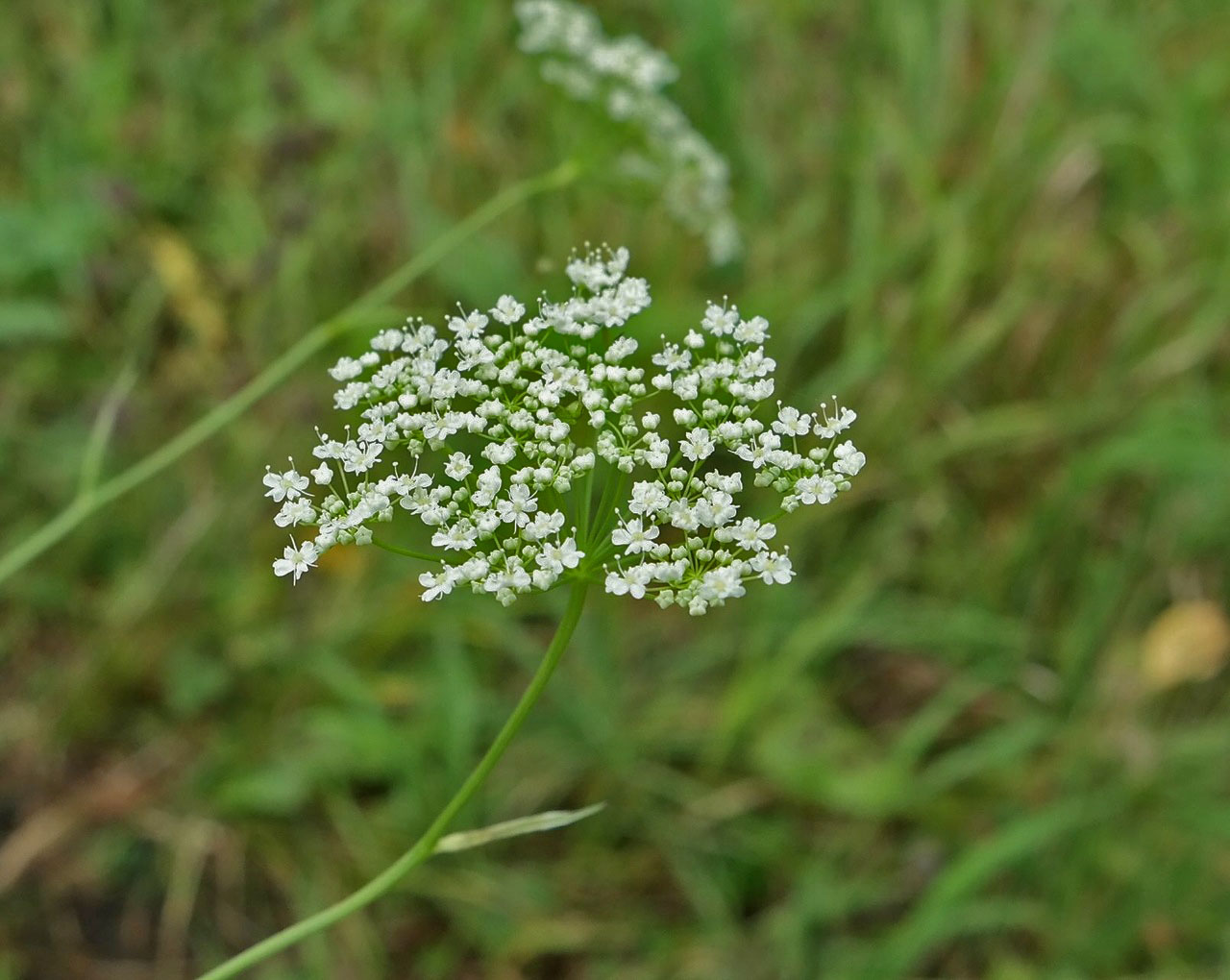 Изображение особи род Pimpinella.