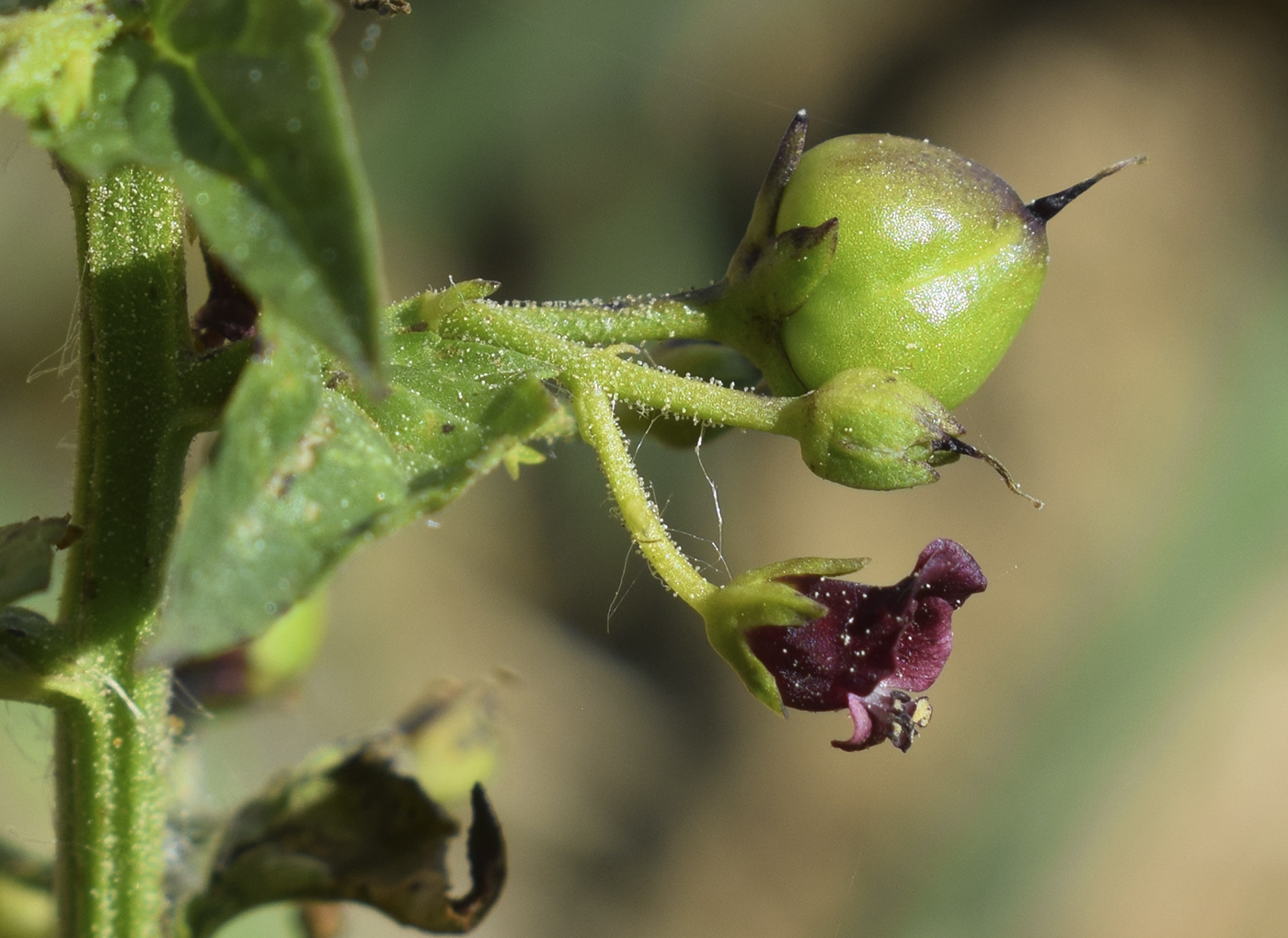 Изображение особи Scrophularia peregrina.