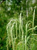 Elymus sibiricus