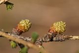 Larix sibirica. Часть ветви с молодыми микростробилами. Нижегородская обл., Кстовский р-н, окр. г. Кстово, участок леса. 28.04.2019.