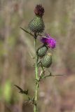 Cirsium vulgare