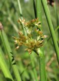 Juncus effusus