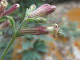 Silene pygmaea