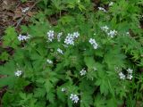 Geranium krylovii