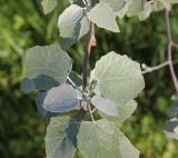 Populus alba