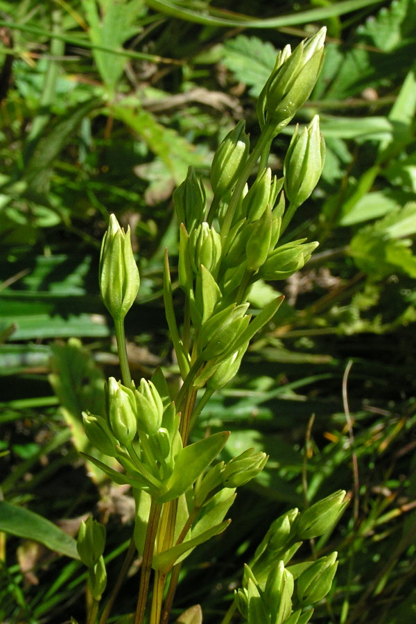 Изображение особи Lomatogonium rotatum.