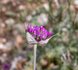 Allium carmeli