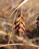 Carex paupercula