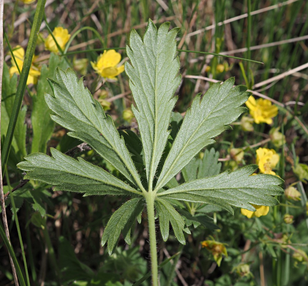 Изображение особи Potentilla humifusa.