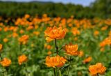 Trollius asiaticus. Цветки. Хакасия, Орджоникидзевский р-н, долина р. Сарала, луг. 09.06.2022.