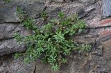 Parietaria judaica. Плодоносящее растение. Грузия, г. Тбилиси, на скале. 10.06.2023.