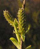 Salix vinogradovii