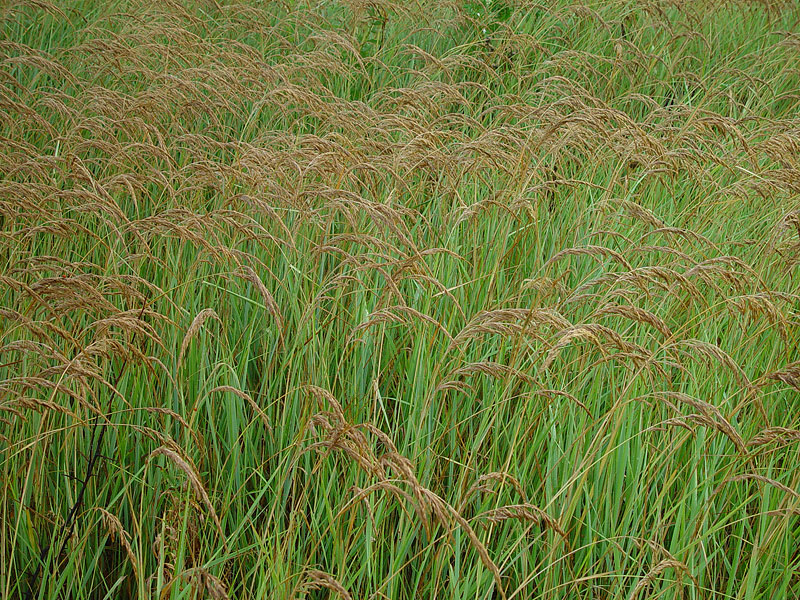 Изображение особи род Calamagrostis.