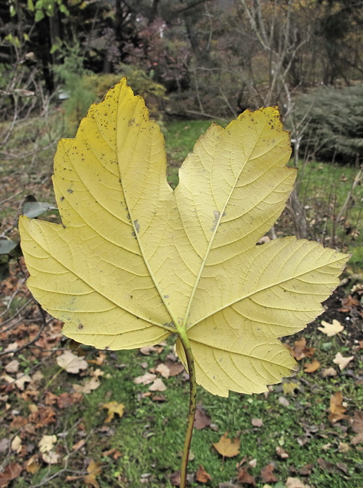 Изображение особи Acer pseudoplatanus.