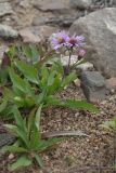 Aster sibiricus