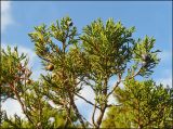 Juniperus excelsa