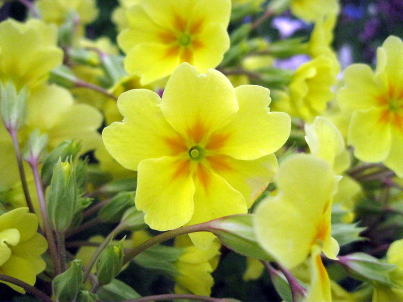 Image of Primula elatior specimen.