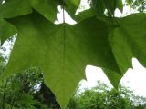 Platanus occidentalis