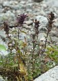 Bartsia alpina. Плодоносящее растение. Мурманская обл., Кольский п-ов, Хибины, долина между массивом Кукисвумчорр и пиком Марченко, к востоку от хр. Пачвумчорр. 03.08.2012.