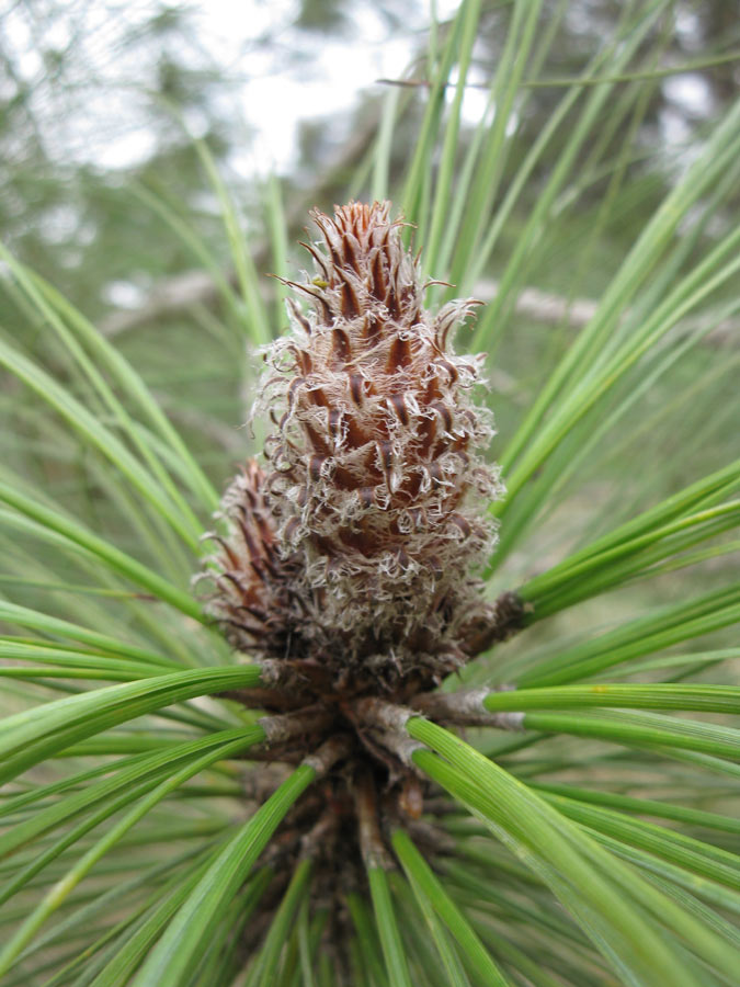 Изображение особи Pinus canariensis.