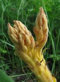 Orobanche lutea форма pallens. Сросшиеся соцветия. Крым, окр. с. Перевальное, ур. Аян, луг. 17 мая 2013 г.