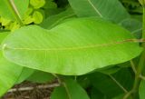 Asclepias syriaca