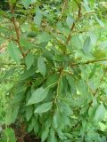 Populus laurifolia