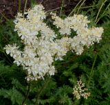 Filipendula vulgaris