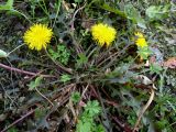 род Taraxacum. Цветущее растение. Чувашия, окр. г. Шумерля, урочище \"Торф\". 13 октября 2013 г.