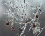 Cotinus coggygria