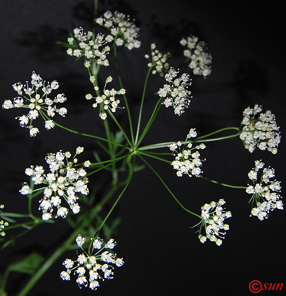 Изображение особи Pimpinella anisum.