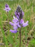 Polygala caucasica