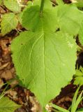 Doronicum austriacum. Лист нижней части стебля. Украина, Львовская обл., Дрогобычский р-н, г. Трускавец, Помярки, лес. 03.06.2014.