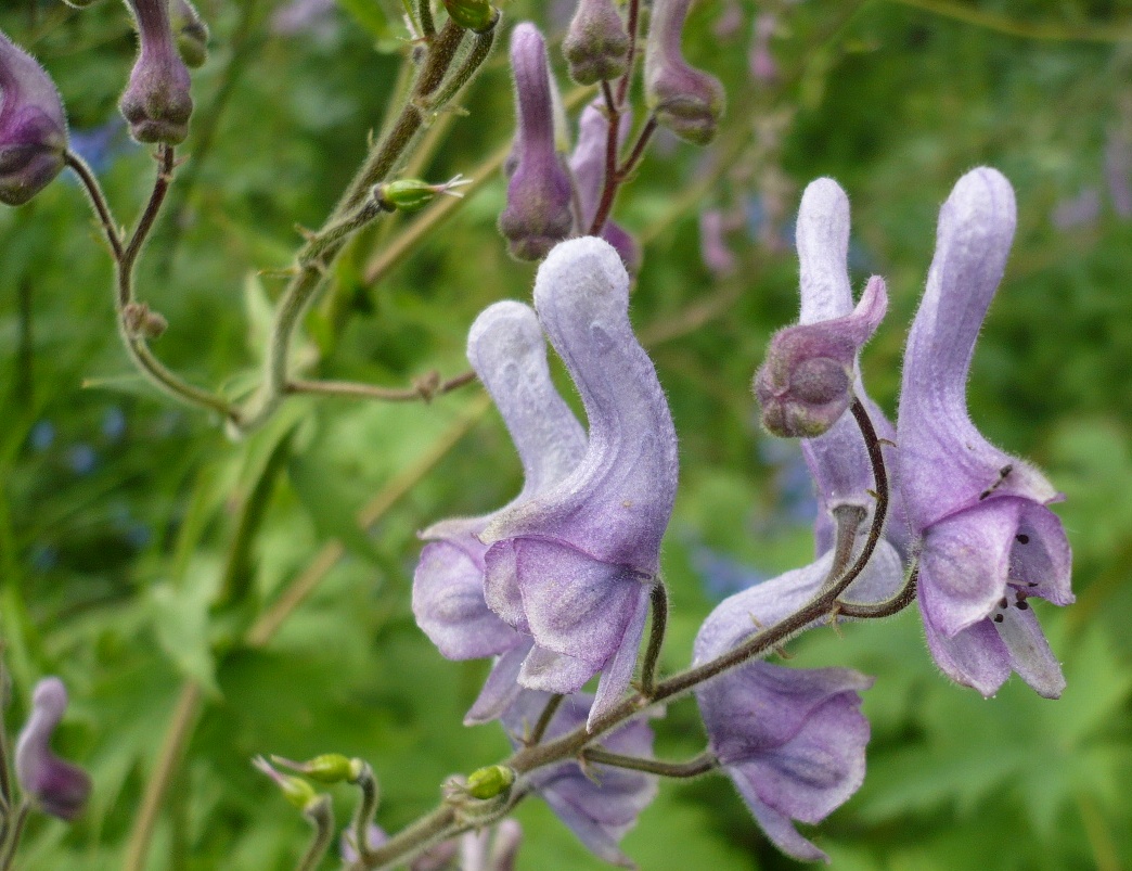 Изображение особи Aconitum septentrionale.