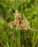 Bolboschoenus maritimus. Мужские соцветия. Украина, г. Запорожье, берег Гребного канала. 24.08.2014.