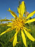 Tragopogon orientalis