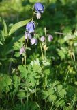 Aquilegia glandulosa. Растения с раскрывающимися цветками. Бурятия, южная часть Баргузинского хребта, окр. перевала Снежного, ≈ 1500 м н.у.м., опушка смешанного леса. 15.07.2009.