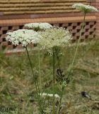 Daucus carota