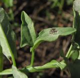 Convolvulus arvensis