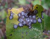 Populus nigra