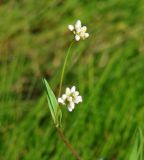 Truellum sieboldii. Соцветия. Иркутская обл., берег Иркутского вдхр. 02.08.2015.