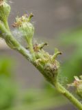 Tellima grandiflora