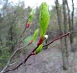 Crataegus rivularis